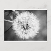 Zwarte en witte dandelion briefkaart (Voorkant)
