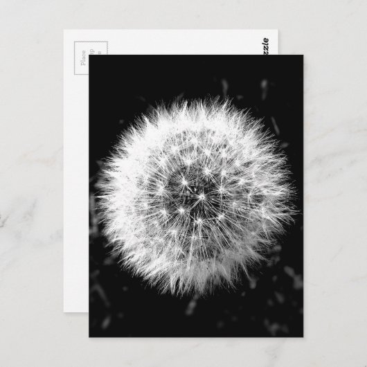 Zwarte en witte dandelion briefkaart (Voorkant / Achterkant)