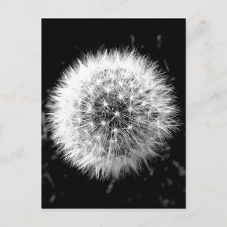 Zwarte en witte dandelion briefkaart