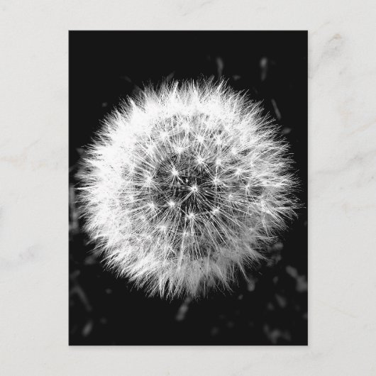Zwarte en witte dandelion briefkaart (Voorkant)