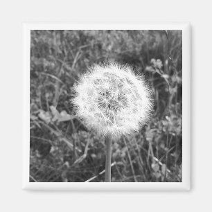 Zwarte en witte dandelion magnet