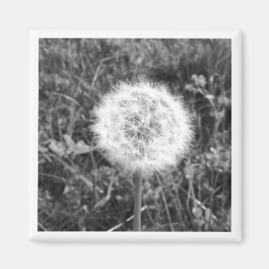 Zwarte en witte dandelion magnet (Voorkant)