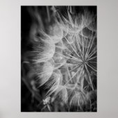 Zwarte en witte Dandelion Poster (Voorkant)