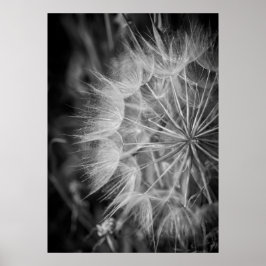 Zwarte en witte Dandelion Poster