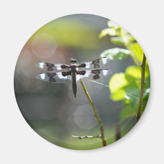 Zwarte en witte dragonfly magneet (Voorkant)