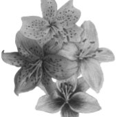 zwarte en witte florale contemporkunst tote bag