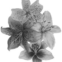 zwarte en witte florale contemporkunst