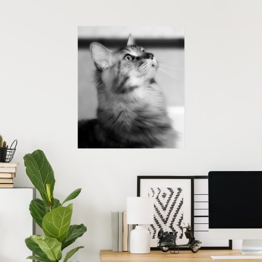 Zwarte en witte foto Maine Coon Kitten Poster (Thuiskantoor)