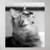 Zwarte en witte foto Maine Coon Kitten Poster (Voorkant)