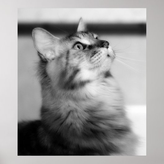 Zwarte en witte foto Maine Coon Kitten Poster (Voorkant)