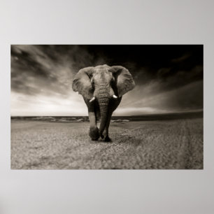 Zwarte en witte foto van een Afrikaanse olifant; Poster