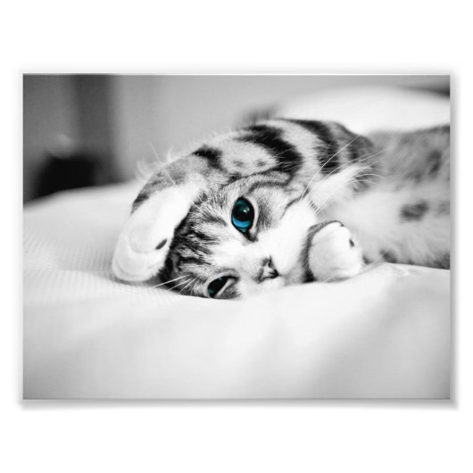 Zwarte en witte foto van een kat afdruk (Voorkant)