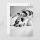 Zwarte en witte foto van een kat briefkaart (Voorkant / Achterkant)