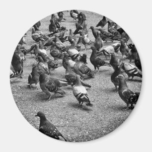 Zwarte en witte fotografie van vele duiven magneet