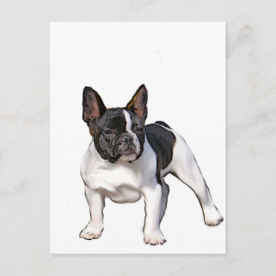 ZWARTE EN WITTE FRANSE BULLDOG BRIEFKAART