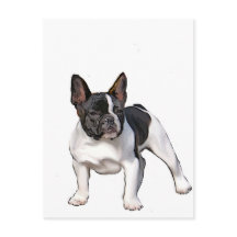 ZWARTE EN WITTE FRANSE BULLDOG