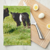 zwarte en witte galloway kalveren, theedoek (Quarter Fold)