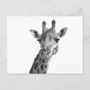 Zwarte en witte Giraffe Briefkaart