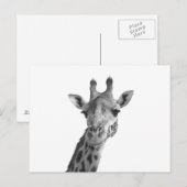 Zwarte en witte Giraffe Briefkaart (Voorkant / Achterkant)