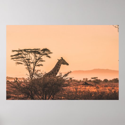ZWARTE EN WITTE GIRAFFE OP GEBIED VAN BROWN GRAS POSTER (Voorkant)