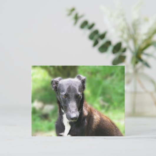 Zwarte en witte hond briefkaart (Staand voorkant)