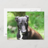 Zwarte en witte hond briefkaart (Voorkant / Achterkant)