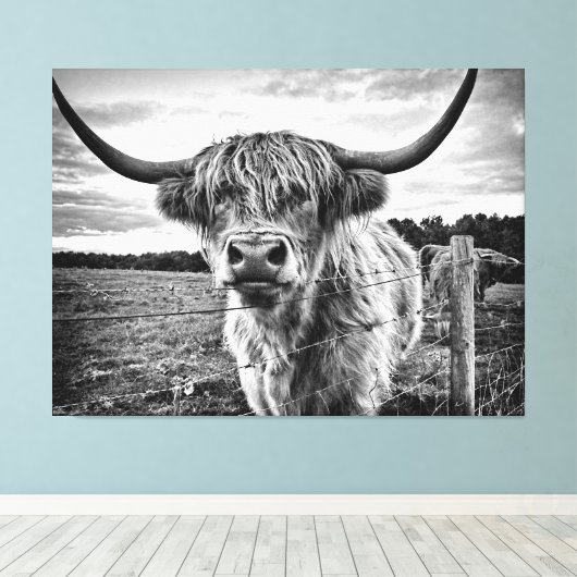 Zwarte en Witte Hoogland Koe Canvas Afdruk (Insitu (Houten vloer))