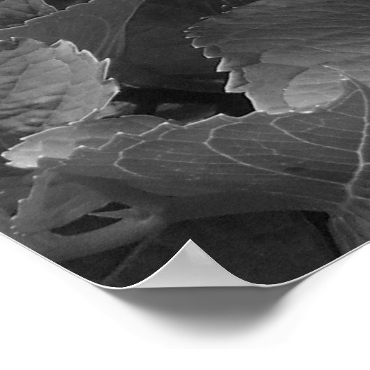 Zwarte en witte hydrangeas poster (Hoek)