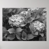 Zwarte en witte hydrangeas poster (Voorkant)
