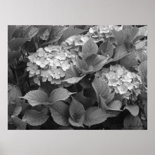 Zwarte en witte hydrangeas poster (Voorkant)
