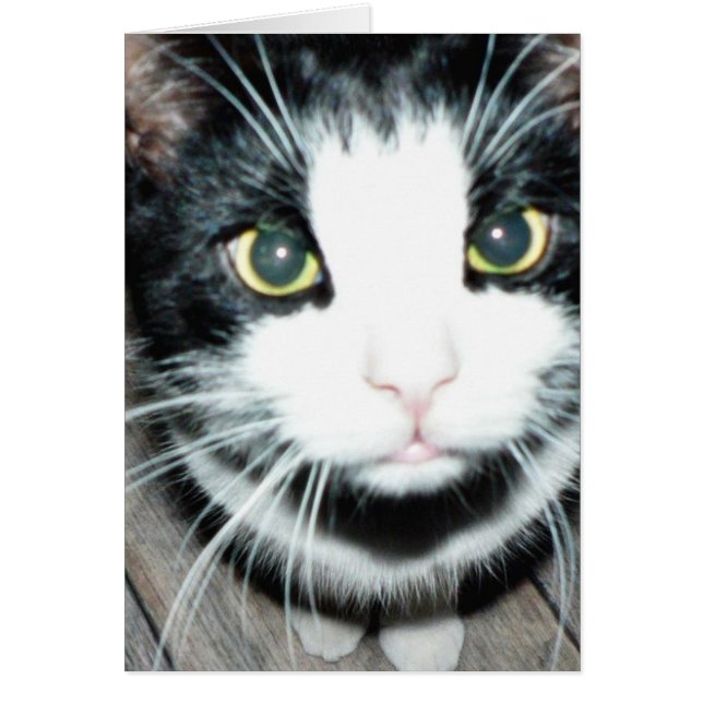Zwarte en witte kat (Voorkant)