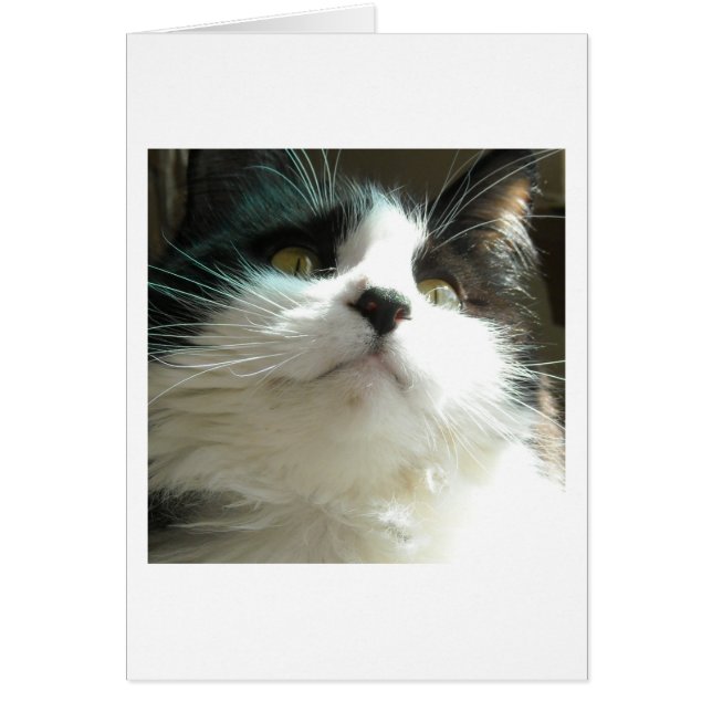 Zwarte en witte kat (Voorkant)