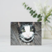 Zwarte en witte kat briefkaart (Staand voorkant)