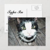 Zwarte en witte kat briefkaart (Voorkant / Achterkant)