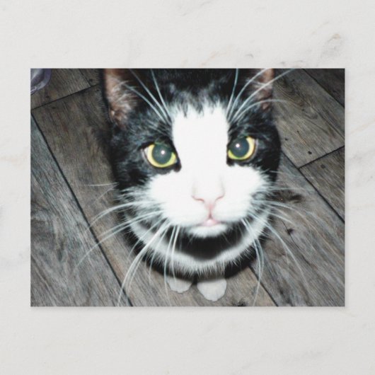 Zwarte en witte kat briefkaart (Voorkant)