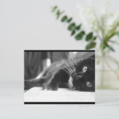 Zwarte en witte kat briefkaart (Staand voorkant)