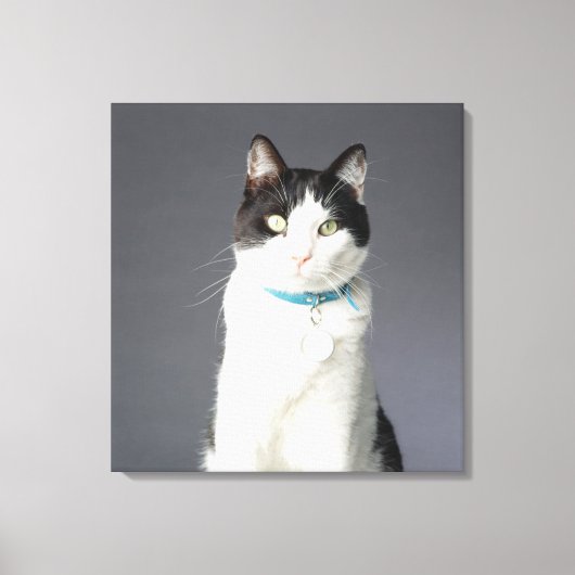 Zwarte en witte kat canvas afdruk (Voorkant)