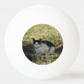 Zwarte en witte kat in de tuin, pingpongbal (Achterkant)