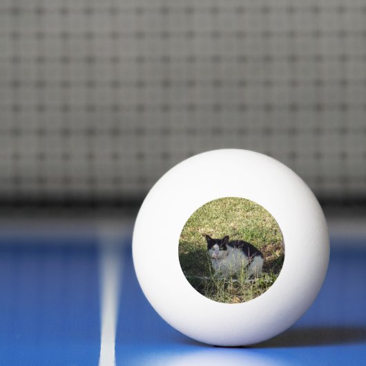 Zwarte en witte kat in de tuin, pingpongbal (Net)