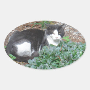 Zwarte en witte kat in groen ovale sticker