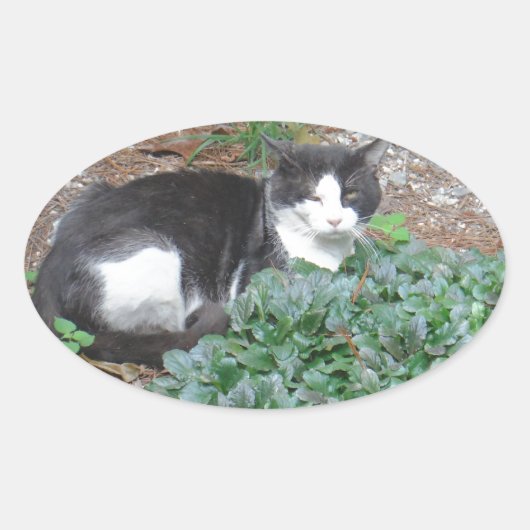 Zwarte en witte kat in groen ovale sticker (Voorkant)