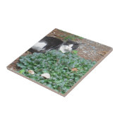 Zwarte en witte kat in groen tegeltje (Zijkant)