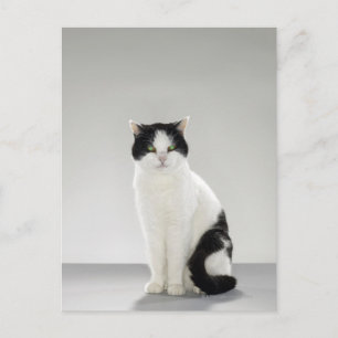 Zwarte en witte kat met gloeiende groene ogen briefkaart