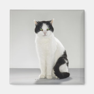 Zwarte en witte kat met gloeiende groene ogen magneet