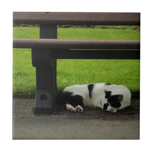 Zwarte en witte kat onder bank tegeltje (Voorkant)