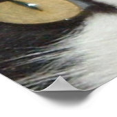 Zwarte en witte kat poster (Hoek)