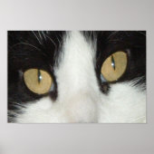 Zwarte en witte kat poster (Voorkant)