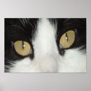 Zwarte en witte kat poster