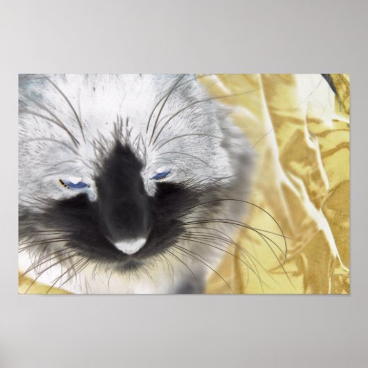 Zwarte en witte kat poster (Voorkant)