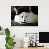 Zwarte en witte kat poster (Thuiskantoor)